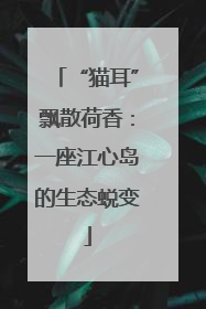 “猫耳”飘散荷香：一座江心岛的生态蜕变
