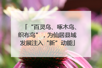 “百灵鸟、啄木鸟、织布鸟”，为仙居县域发展注入“新”动能