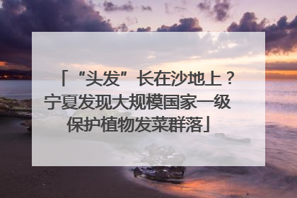 “头发”长在沙地上？宁夏发现大规模国家一级保护植物发菜群落