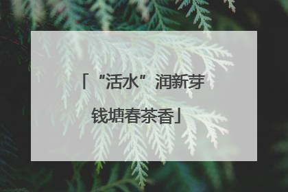 “活水”润新芽 钱塘春茶香