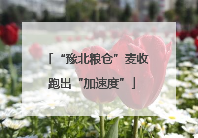 “豫北粮仓”麦收跑出“加速度”