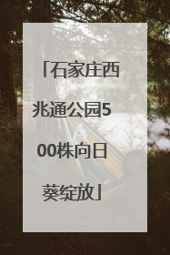 石家庄西兆通公园500株向日葵绽放