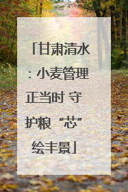 甘肃清水：小麦管理正当时 守护粮“芯”绘丰景