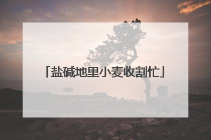 盐碱地里小麦收割忙