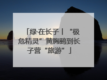 绿·在长子丨“极危精灵”黄胸鹀到长子营“旅游”