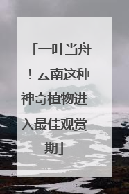 一叶当舟！云南这种神奇植物进入最佳观赏期