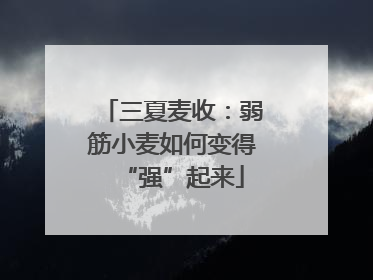三夏麦收：弱筋小麦如何变得“强”起来