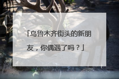 乌鲁木齐街头的新朋友，你偶遇了吗？