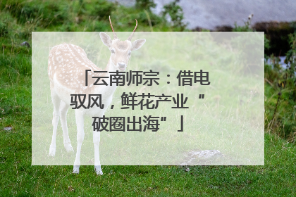 云南师宗：借电驭风，鲜花产业“破圈出海”