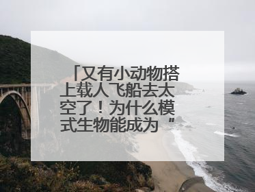又有小动物搭上载人飞船去太空了！为什么模式生物能成为“探索代表”？