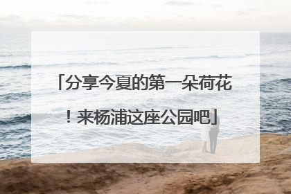 分享今夏的第一朵荷花！来杨浦这座公园吧
