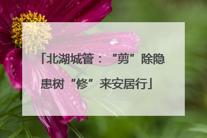 北湖城管：“剪”除隐患树“修”来安居行