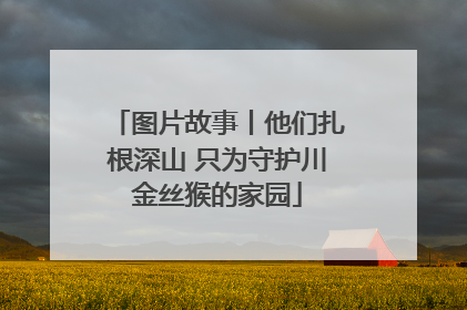 图片故事丨他们扎根深山 只为守护川金丝猴的家园