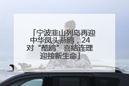 宁波韭山列岛再迎中华凤头燕鸥，24对“酷鸥”喜结连理迎接新生命
