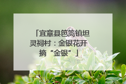宜章县笆篱镇坦灵祠村：金银花开摘“金银”