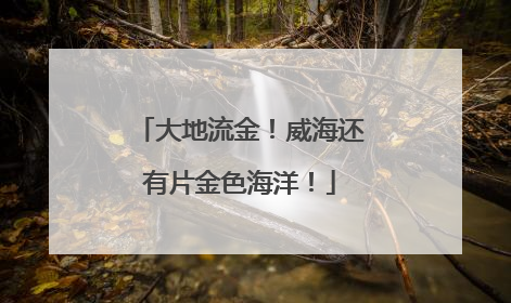 大地流金！威海还有片金色海洋！
