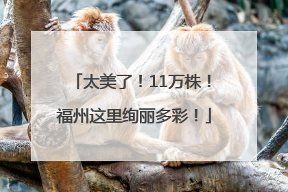 太美了！11万株！福州这里绚丽多彩！