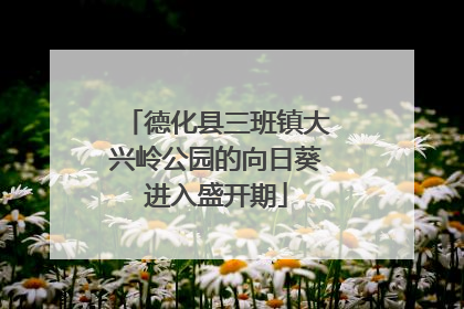 德化县三班镇大兴岭公园的向日葵进入盛开期