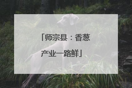 师宗县：香葱产业一路鲜
