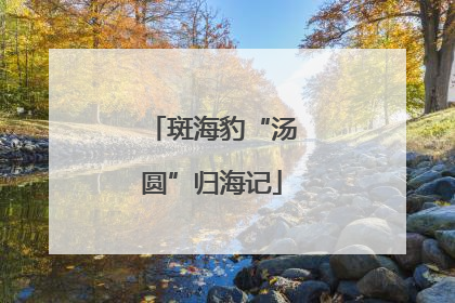斑海豹“汤圆”归海记