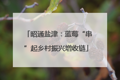 昭通盐津：蓝莓“串”起乡村振兴增收链