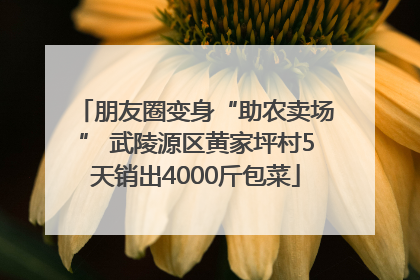 朋友圈变身“助农卖场” 武陵源区黄家坪村5天销出4000斤包菜