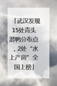 武汉发现15处青头潜鸭分布点，2处“水上产房”全国上榜