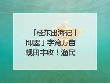 桂东出海记丨即墨丁字湾万亩蚬田丰收！渔民泥里挖蚬，一天上岸过千斤