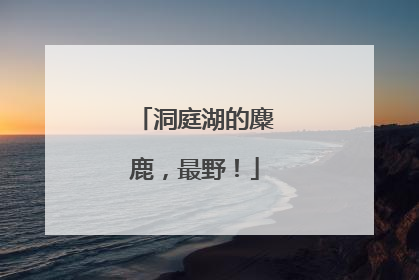 洞庭湖的麋鹿，最野！