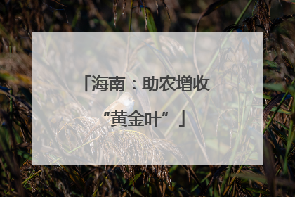 海南：助农增收 “黄金叶”