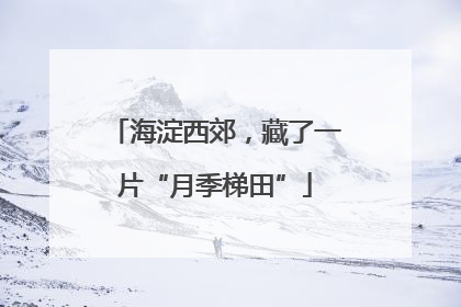 海淀西郊，藏了一片“月季梯田”