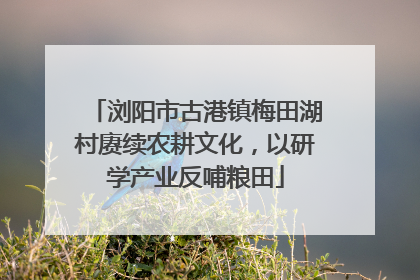 浏阳市古港镇梅田湖村赓续农耕文化，以研学产业反哺粮田