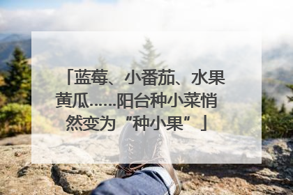 蓝莓、小番茄、水果黄瓜……阳台种小菜悄然变为“种小果”