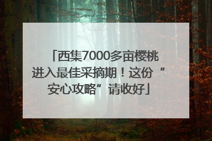 西集7000多亩樱桃进入最佳采摘期！这份“安心攻略”请收好