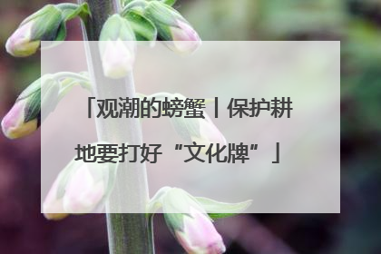观潮的螃蟹丨保护耕地要打好“文化牌”