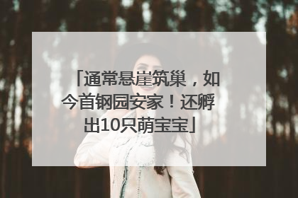 通常悬崖筑巢，如今首钢园安家！还孵出10只萌宝宝