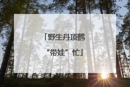 野生丹顶鹤“带娃”忙
