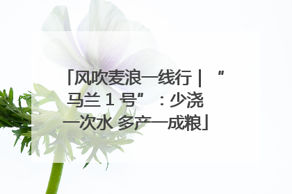 风吹麦浪一线行｜“马兰 1 号”：少浇一次水 多产一成粮
